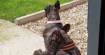 maeva pet sitter à HAUVILLE 27350_4