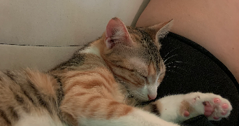 aurore pet sitter à TOULOUSE 31000_2