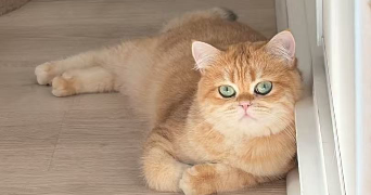 yifan pet sitter à LE PERREUX SUR MARNE 94170_1