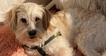 delphine pet sitter à HOENHEIM 67800_2