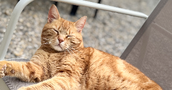 marie cat sitter à BANNE 07460_2