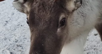 stéphanie pet sitter à FLORANGE 57190_1