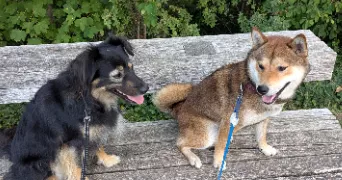 claire pet sitter à HOUPLINES 59116
