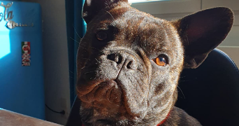 viviane pet sitter à LA COUYERE 35320_1