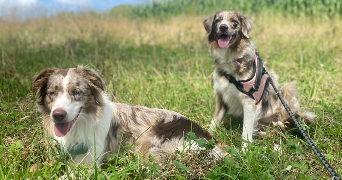 anaelle pet sitter à Reims 51100_11