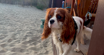 léa pet sitter à LES OLLIERES SUR EYRIEUX 07360_2