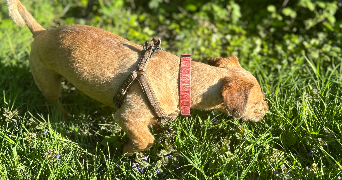 anaelle pet sitter à LIVRY GARGAN 93190_3