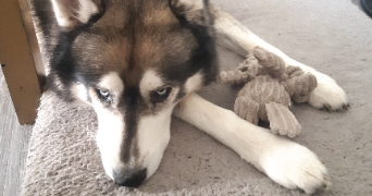 sarah pet sitter à NANTES 44000_7