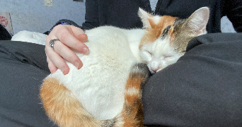 emma pet sitter à NANTES 44300_2