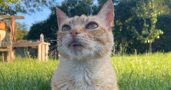 nelly pet sitter à TALENCE 33400_4