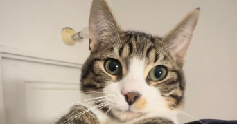 regenth pet sitter à FROCOURT 60000_0