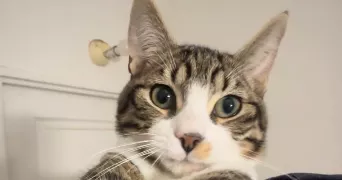 regenth pet sitter à FROCOURT 60000