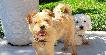 Flavie dog sitter à MARSEILLE 11 13011_1