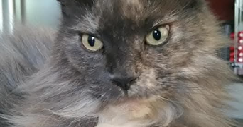 precillia pet sitter à SERVIAN 34290_3