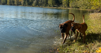 florence pet sitter à LONGAGES 31410_3