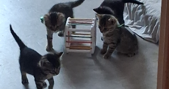 nadège pet sitter à Metz 57070_6