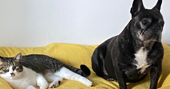 alvina pet sitter à ROEULX 59172_1