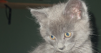 pauline pet sitter à ST ETIENNE 42100_2