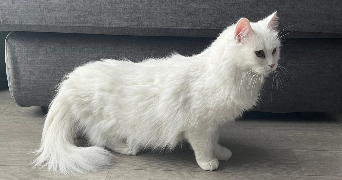 antoaneta pet sitter à LE PECQ 78230_6