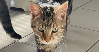 baptiste pet sitter à REIMS 51100_2