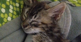 mouna pet sitter à RUEIL MALMAISON 92500_1