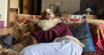 eugénie pet sitter à COURBEVOIE 92400_1