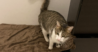 raissa pet sitter à VILLEPREUX 78450_5