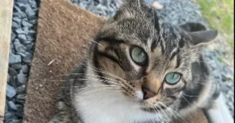 léa pet sitter à NOISY LE GRAND 93160