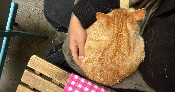 matteo pet sitter à PARIS 15 75015_3