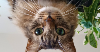 gabrielle pet sitter à Bougunais 44340_4