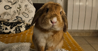 louise pet sitter à BLAINVILLE SUR ORNE 14550_1