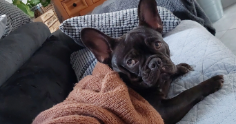 maeva pet sitter à HAUVILLE 27350_6