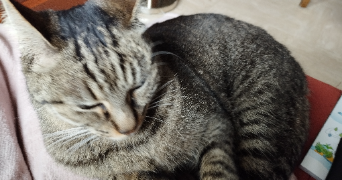 galyna  pet sitter à Montpellier 34060_1