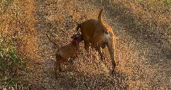 florence pet sitter à LONGAGES 31410_2