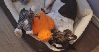 elodie pet sitter à ETAMPES 91150_1