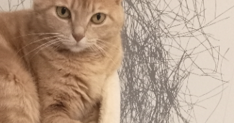 blandine pet sitter à MONETEAU 89470_0