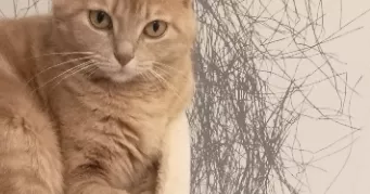 blandine pet sitter à MONETEAU 89470