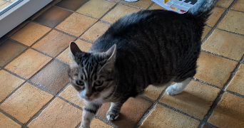 isabelle pet sitter à MARLY 57155_5