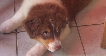 pauline pet sitter à FELZINS 46270_0