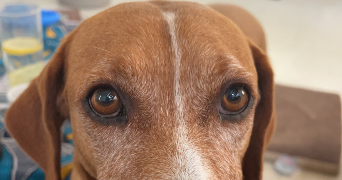 shaina pet sitter à Saint brieuc 22000_1