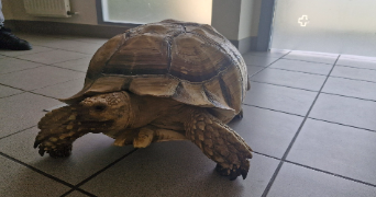 thomas pet sitter à DIFFEMBACH LES HELLIMER 57660_1