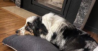 ines pet sitter à DIJON 21000_1