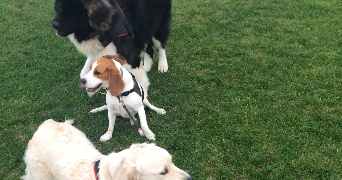 Héléna pet sitter à Lesquin 59810_2