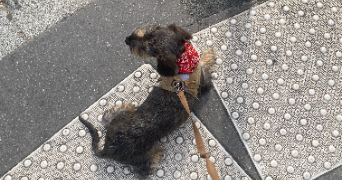 margaux pet sitter à CALUIRE ET CUIRE 69300_2