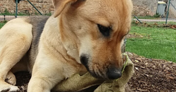 mélanie pet sitter à MERIGNAC 33700_7