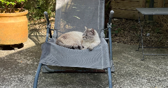 jasmine pet sitter à ST JACQUES DE LA LANDE 35136_1