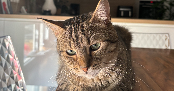 lalie pet sitter à STE MARIE AUX CHENES 57255_6