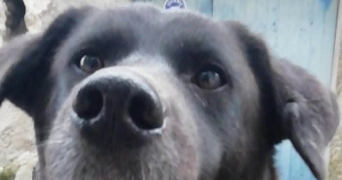 quentin pet sitter à LABRUGUIERE 81290_2