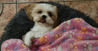 maxime pet sitter à POISSY 78300_4