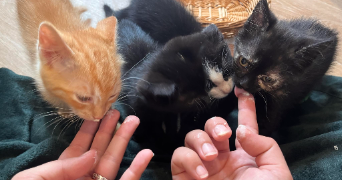 marjorie pet sitter à ST MALO 35400_2